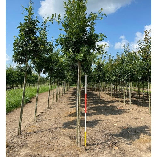 Ek - Quercus bimundorum 'Crimschmidt' - Stammens omkrets 18-20 cm, höjd 4 +/- meter, HS,